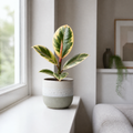 Ficus Tineke Rubber Plant 12cm Pot Plants By Post