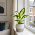Dieffenbachia Compacta Dumb Cane 12cm Pot Plants By Post