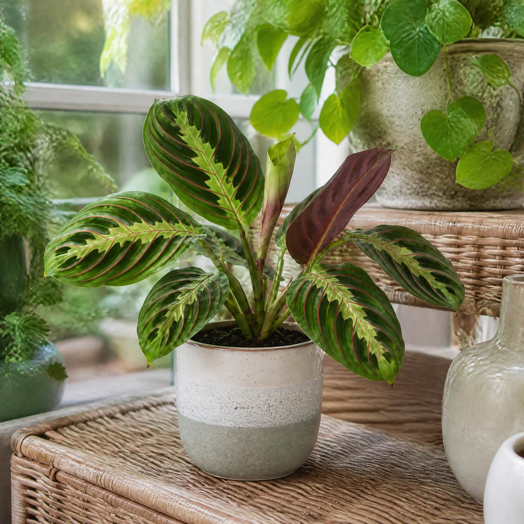 Maranta Leuconeura Prayer Plant 12cm - Beautiful Tricolour Indoor Foliage Plants By Post