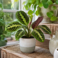 Maranta Leuconeura Prayer Plant 12cm - Beautiful Tricolour Indoor Foliage Plants By Post