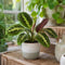 Grey Stoneware Pot