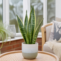 Sansevieria Superba in 12cm Pot | Air-Purifying Snake Plant for Low Light Spaces Plants By Post