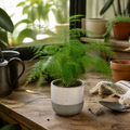Asparagus Setaceus Lace Fern 12cm Pot Plants By Post