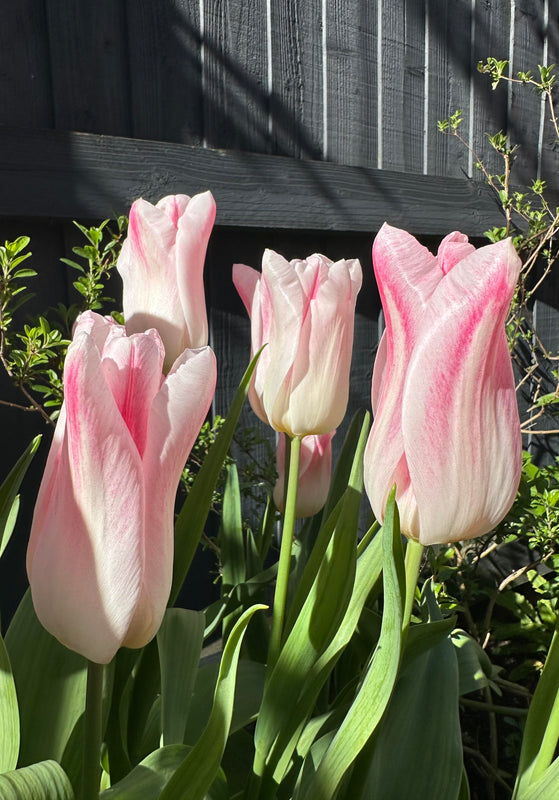 Tulip 'Holland Chic' (15 Bulbs) Plants By Post