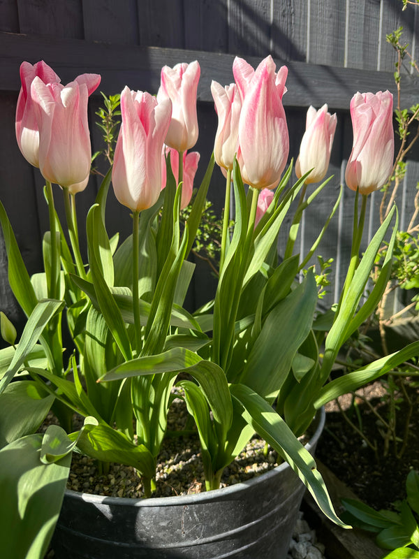 Tulip 'Holland Chic' (15 Bulbs) Plants By Post