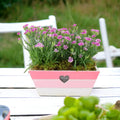 Dianthus Pink Kisses In Pink & White Wooden Trough