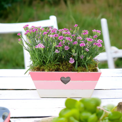 Dianthus Pink Kisses In Pink & White Wooden Trough