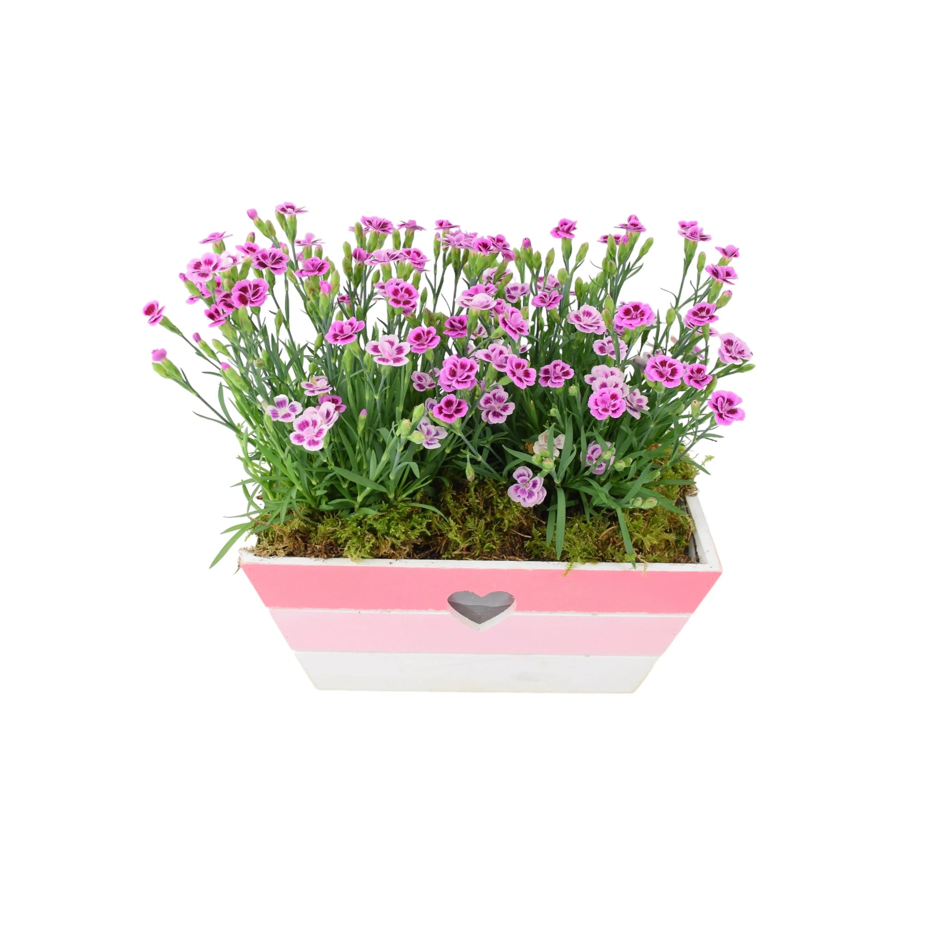 pink kisses plant indoor or outdoor Dianthus Pink Kisses In Pink & White Wooden Trough