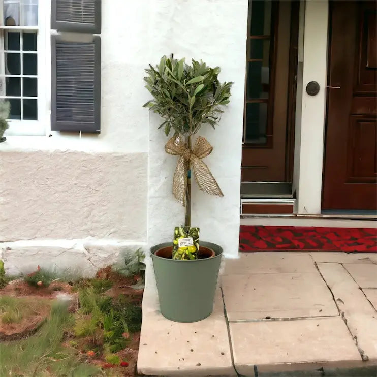 Olive Tree 50-60cm in Olive Green Pot