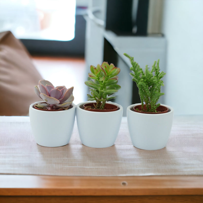 Trio of Succulents in 6cm White Ceramic Pots