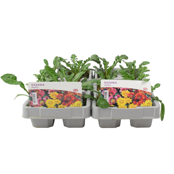 Gazania Mixed 6 Pack x 2 (12 Plants)