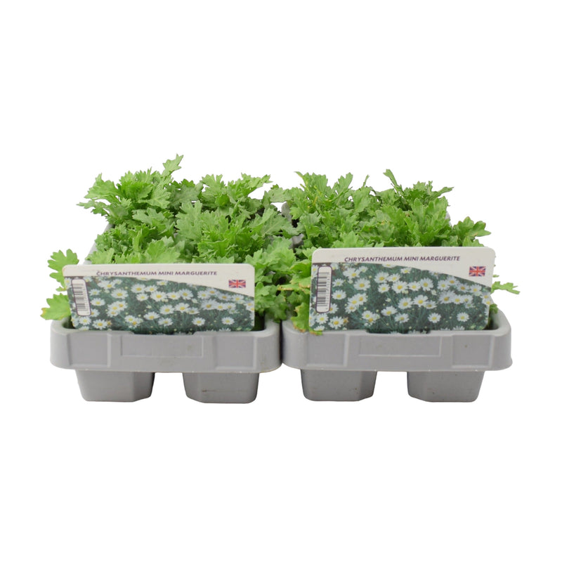 Chrysanthemum Mini Marguerite 6 Pack x 2 (12 Plants)