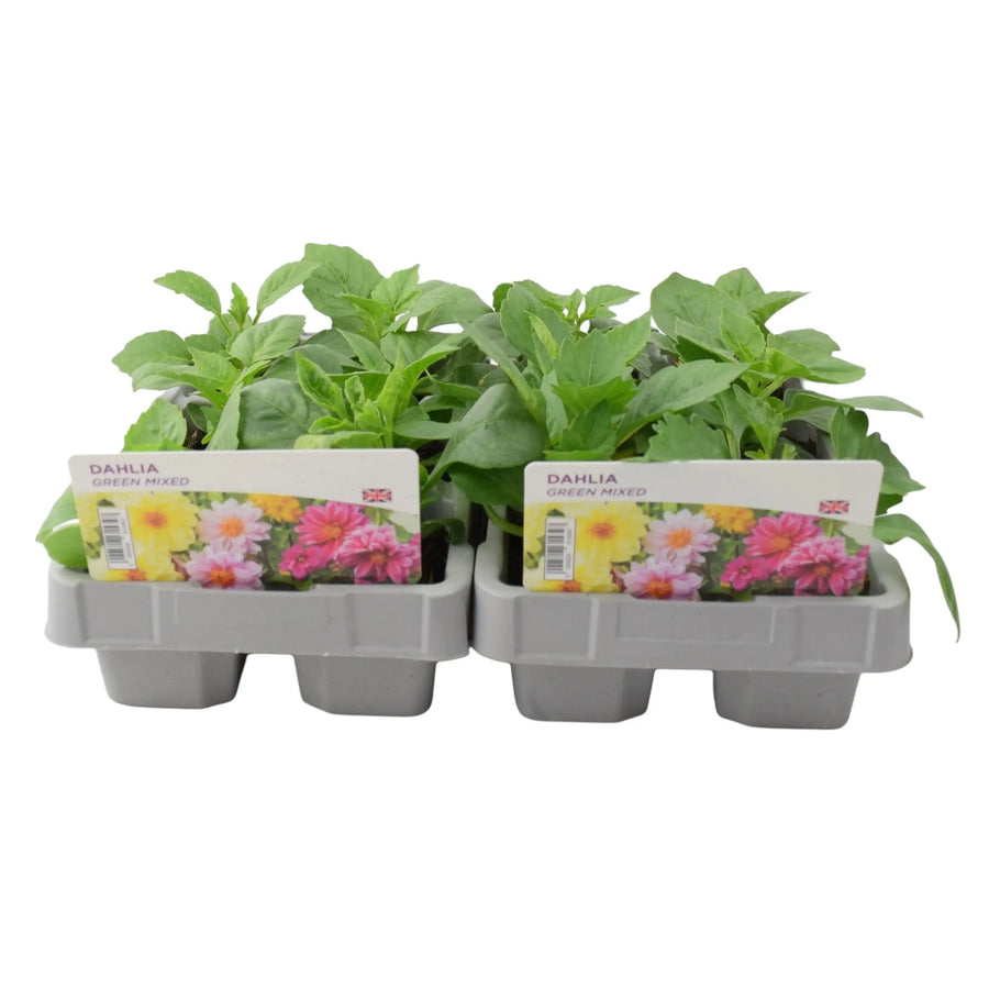Dahlia Green Mixed 6 Pack x 2 (12 Plants) plants by post