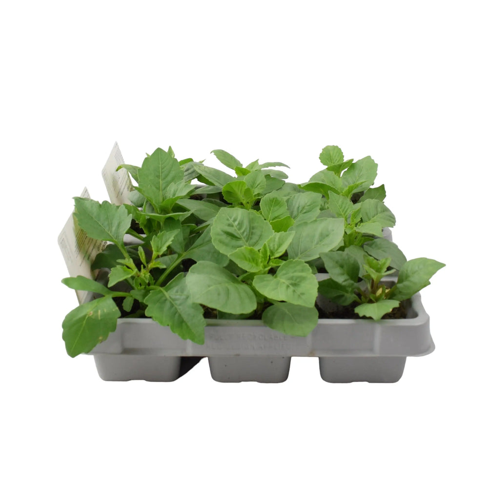 Dahlia Green Mixed 6 Pack x 2 (12 Plants) plants by post