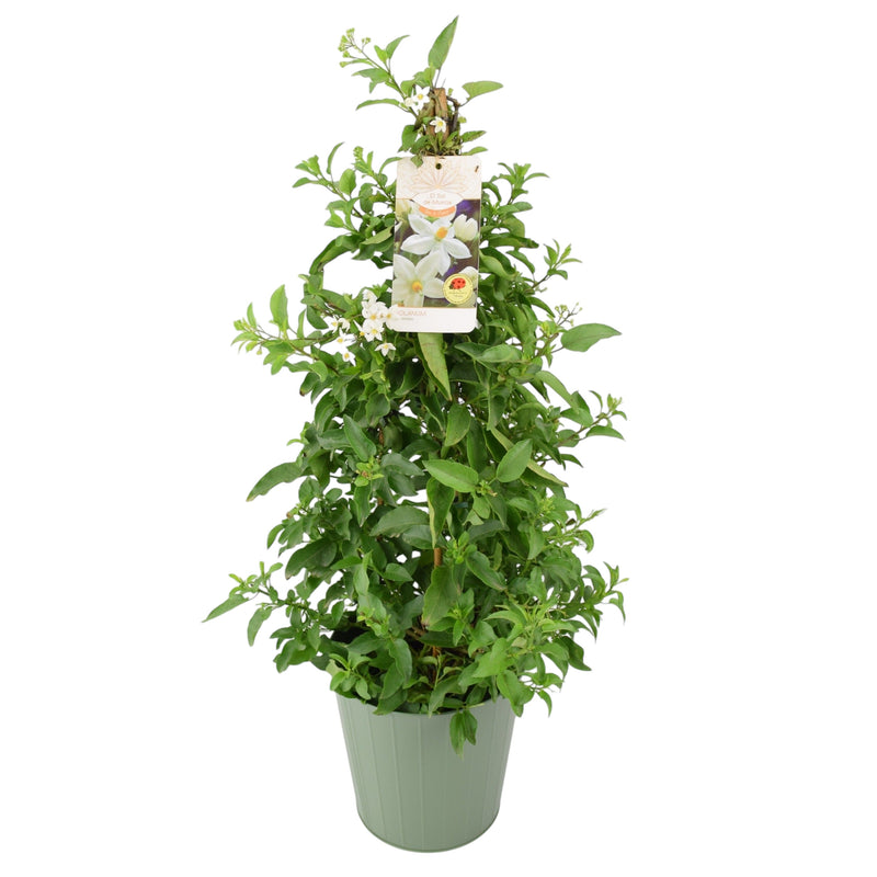 Solanum Jasminoides Pyramid in 3L Pot