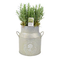 Rosemary Milk Churn Planter plants by post