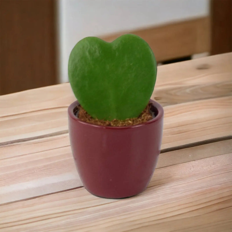 Hoya Kerrii Plant 6cm Pot Heart Shaped Succulent Plant