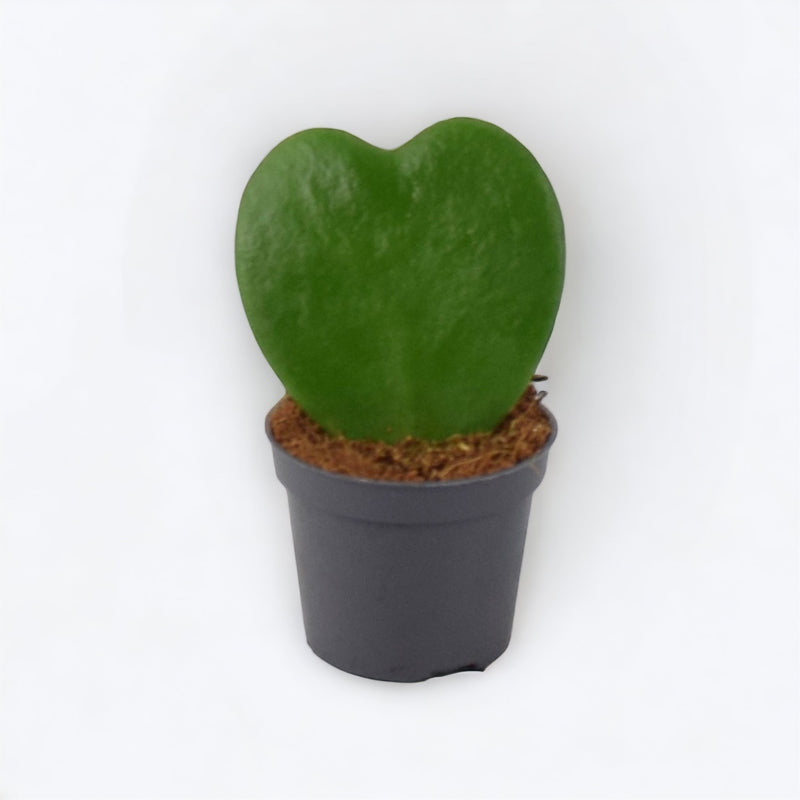 Hoya Kerrii Plant 6cm Pot Heart Shaped Succulent Plant