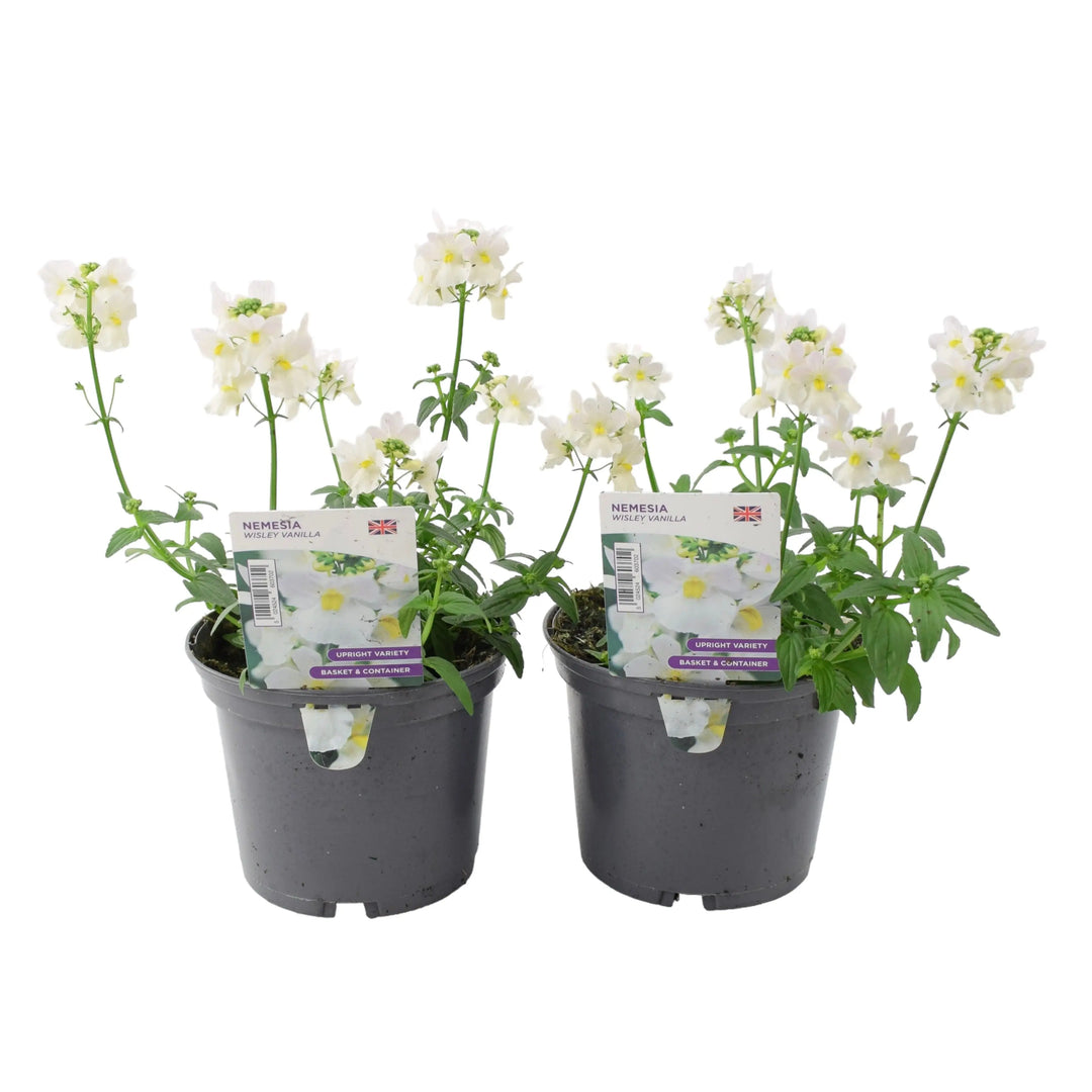Nemesia Wisley Vanilla 1L Pot x 2