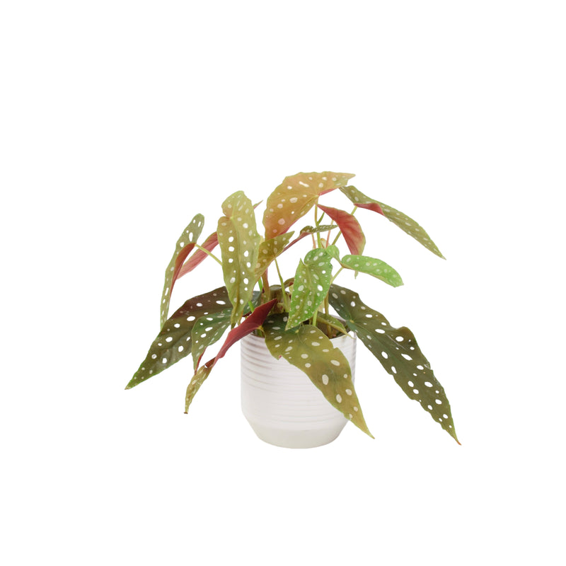 Begonia Maculata - Polka Dot Begonia 12cm