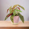 Ceramic Eve Pink