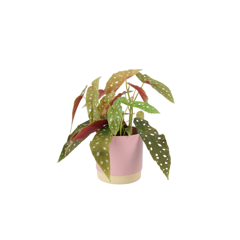 Begonia Maculata - Polka Dot Begonia 12cm