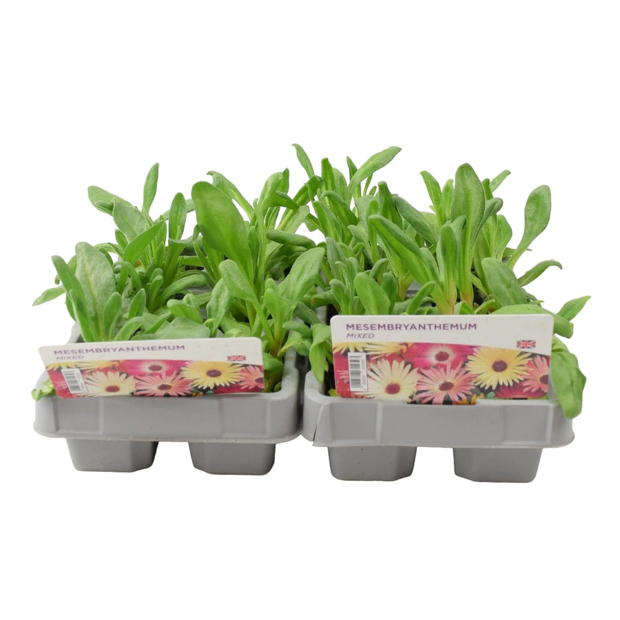 Mesembryanthemum Mixed 6 Pack x 2 (12 Plants) plants by post