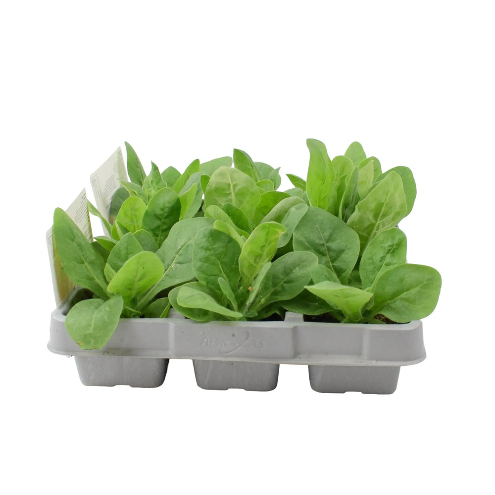Nicotiana Mixed 12 Plants 2 x 6 pack plants by post
