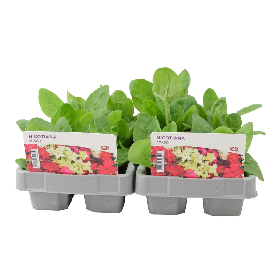 Nicotiana Mixed 12 Plants 2 x 6 pack plants by post
