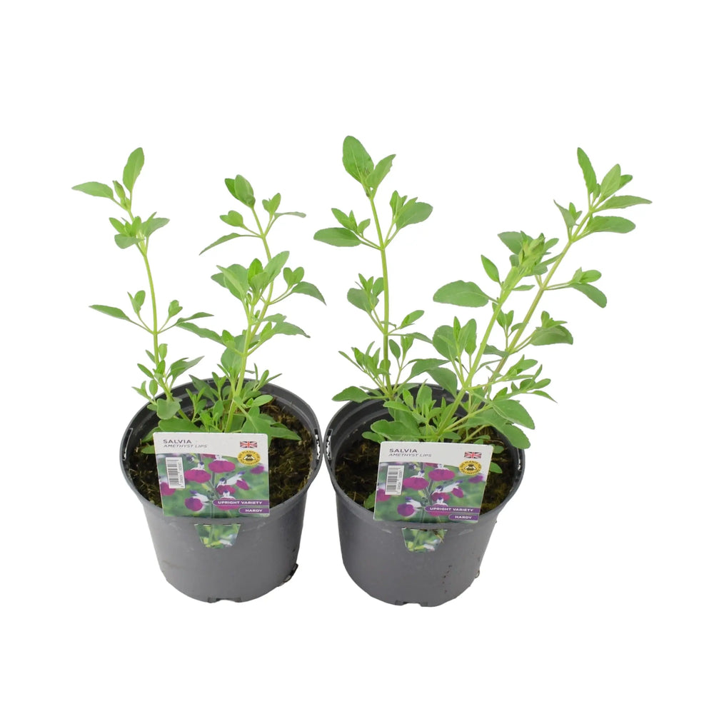Salvia Amethyst Lips 1L Pot x 2 Plants By Post