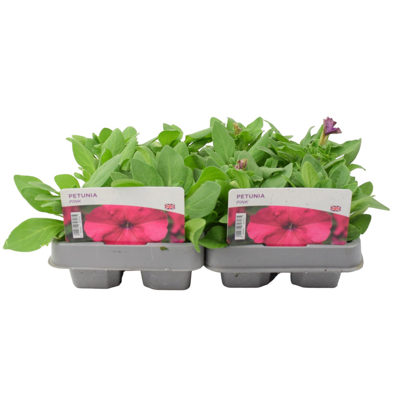 Petunia Pink 6 Pack x 2 (12 Plants)