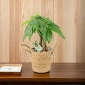 Pachira Money Tree 12cm