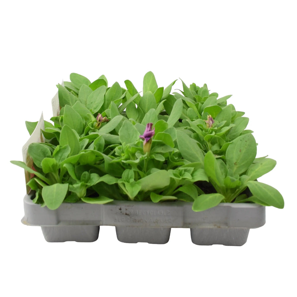 Petunia Pink 6 Pack x 2 (12 Plants) plants by post