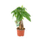 Nursery Pot