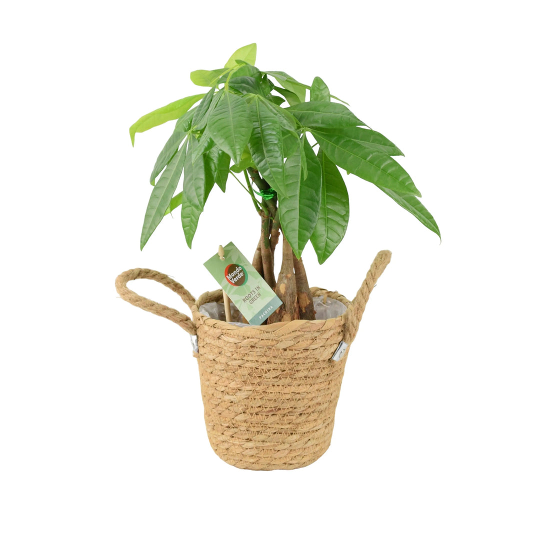 money tree basket Pachira Money Tree 12cm