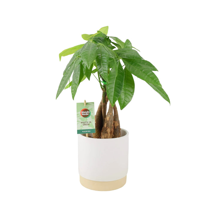 money tree plant uk Pachira Money Tree 12cm