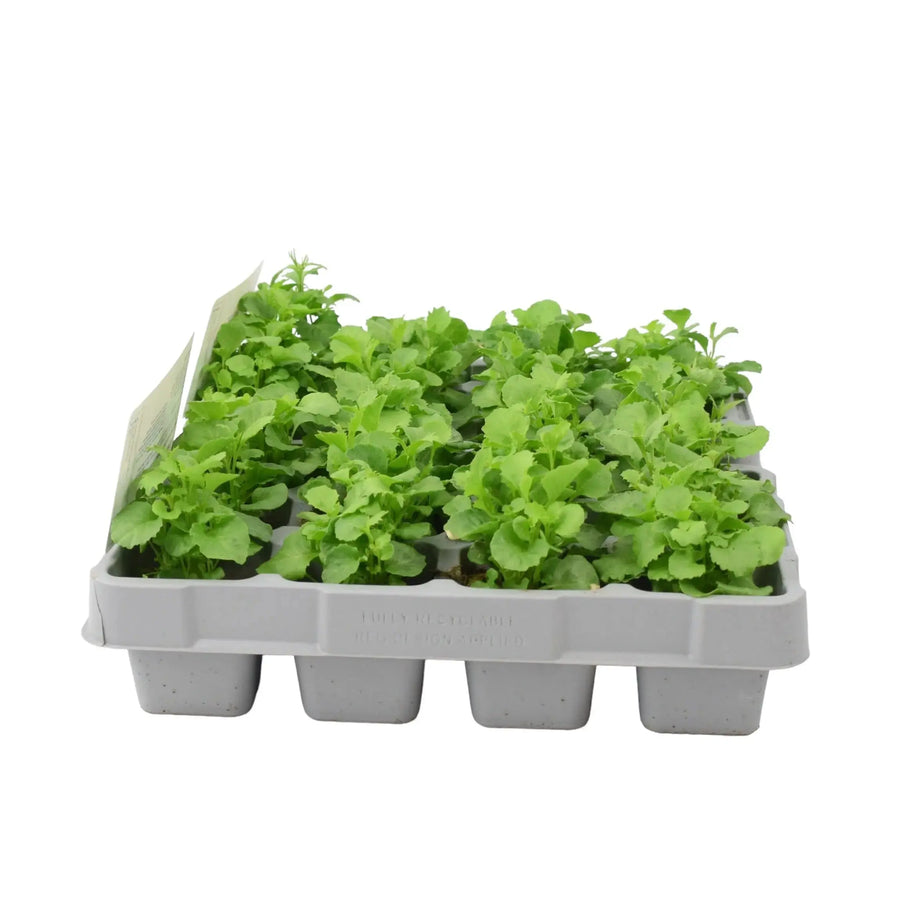Lobelia Bush Light Blue 12 Pack x 2 (24 Plants) plants by post