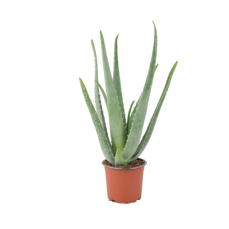 Aloe Vera Plant In 12cm