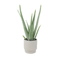 Aloe Vera Plant In 12cm