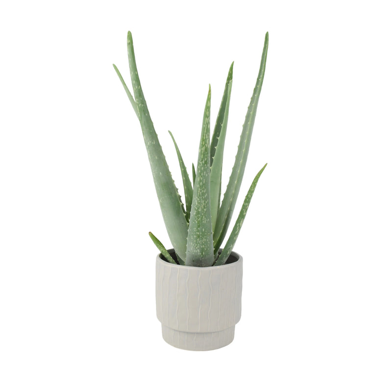 Aloe Vera Plant In 12cm