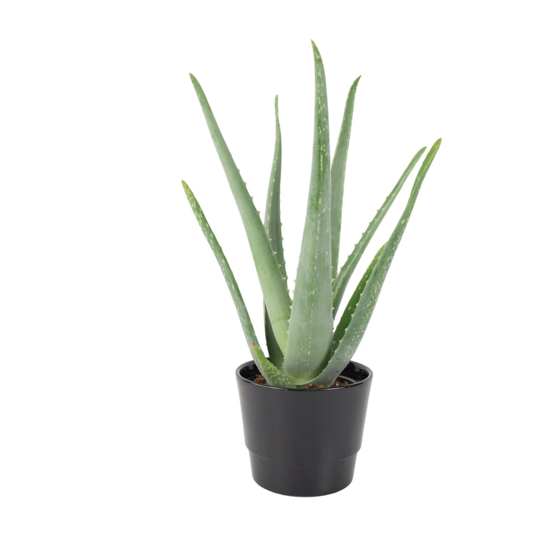 Aloe Vera Plant In 12cm
