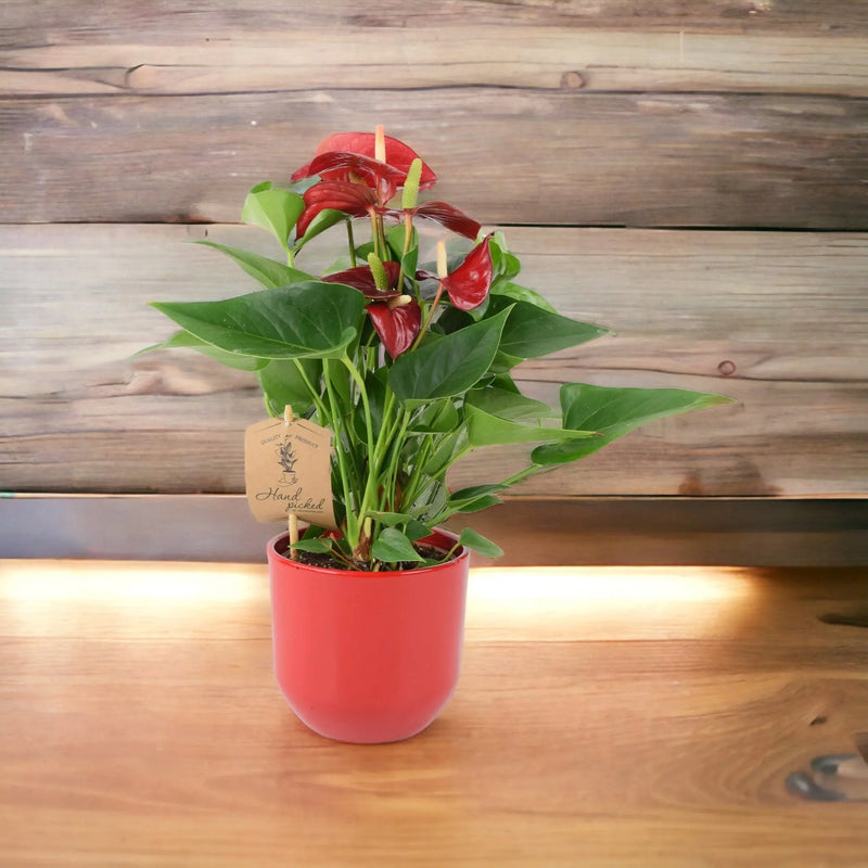 Anthurium Red Flamingo Flower 12cm