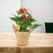 Basket Seagrass With Handles