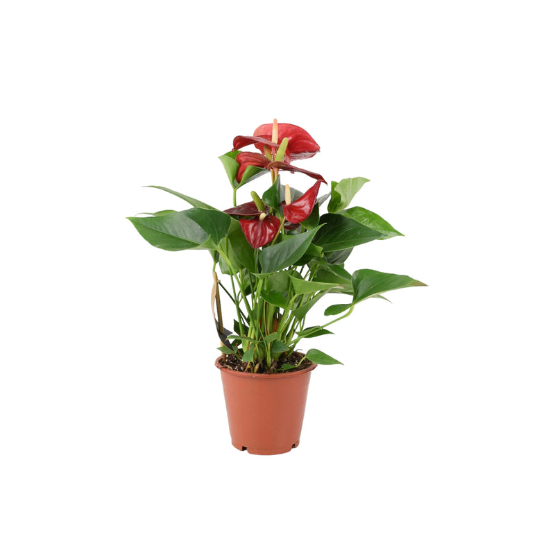 Anthurium Red Flamingo Flower 12cm