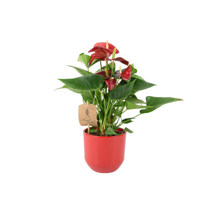 Anthurium Red Flamingo Flower 12cm