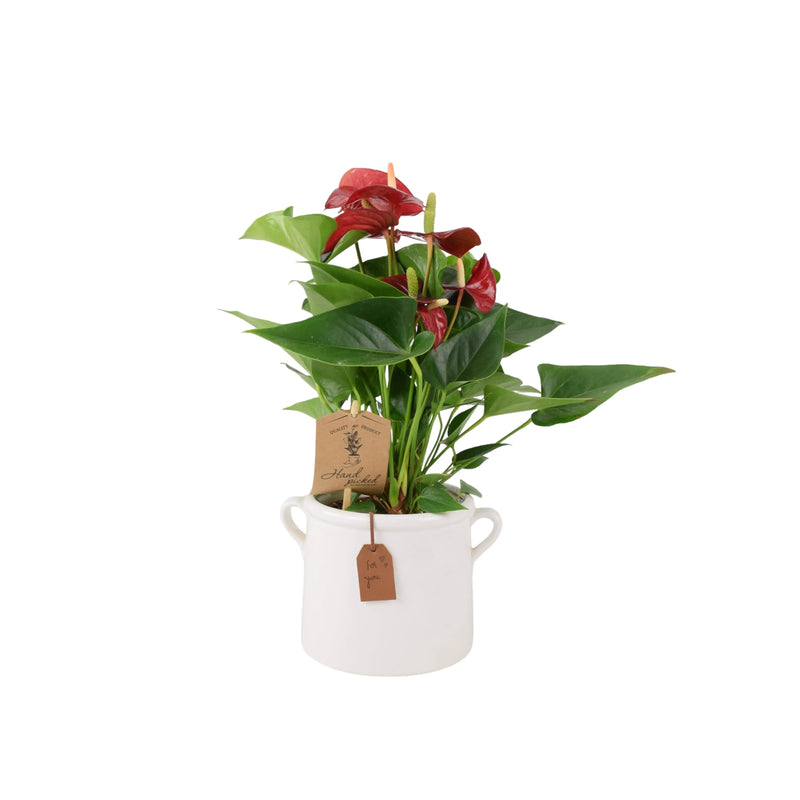 Anthurium Red Flamingo Flower 12cm