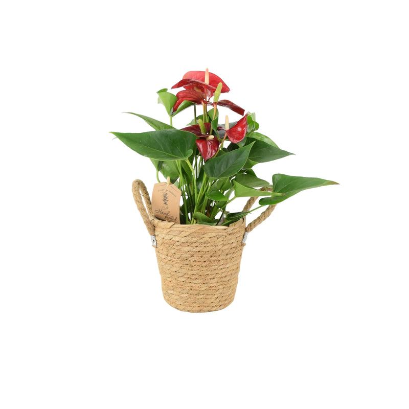 Anthurium Red Flamingo Flower 12cm