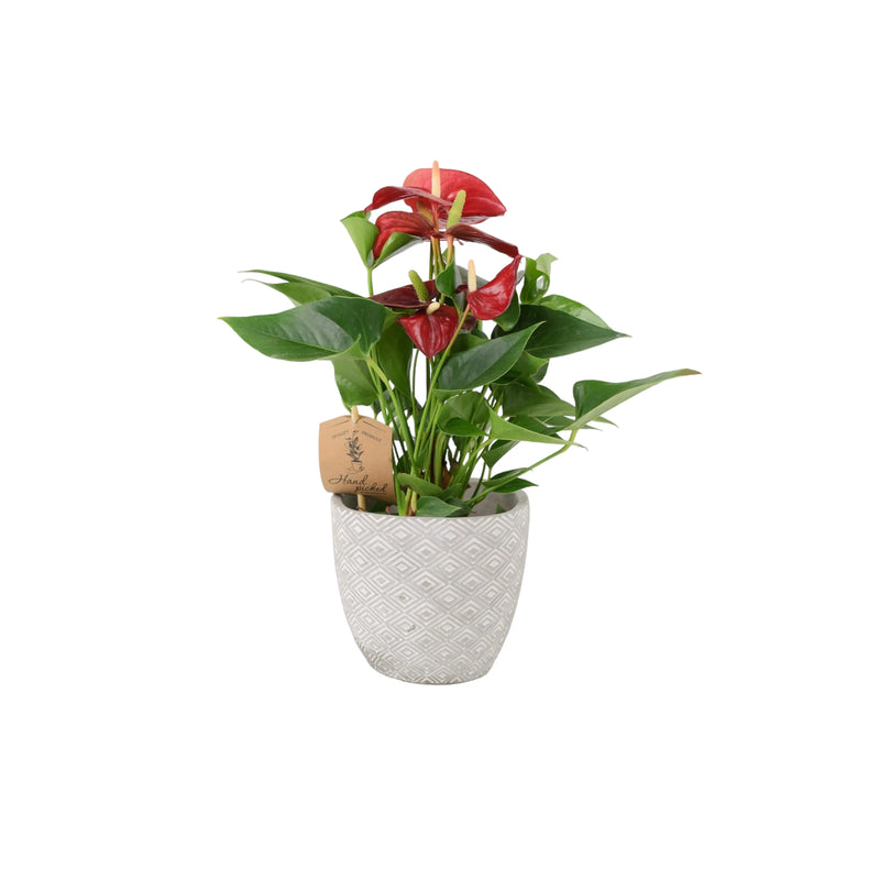 Anthurium Red Flamingo Flower 12cm