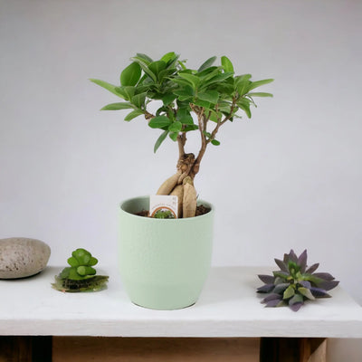 Ficus Ginseng 12cm