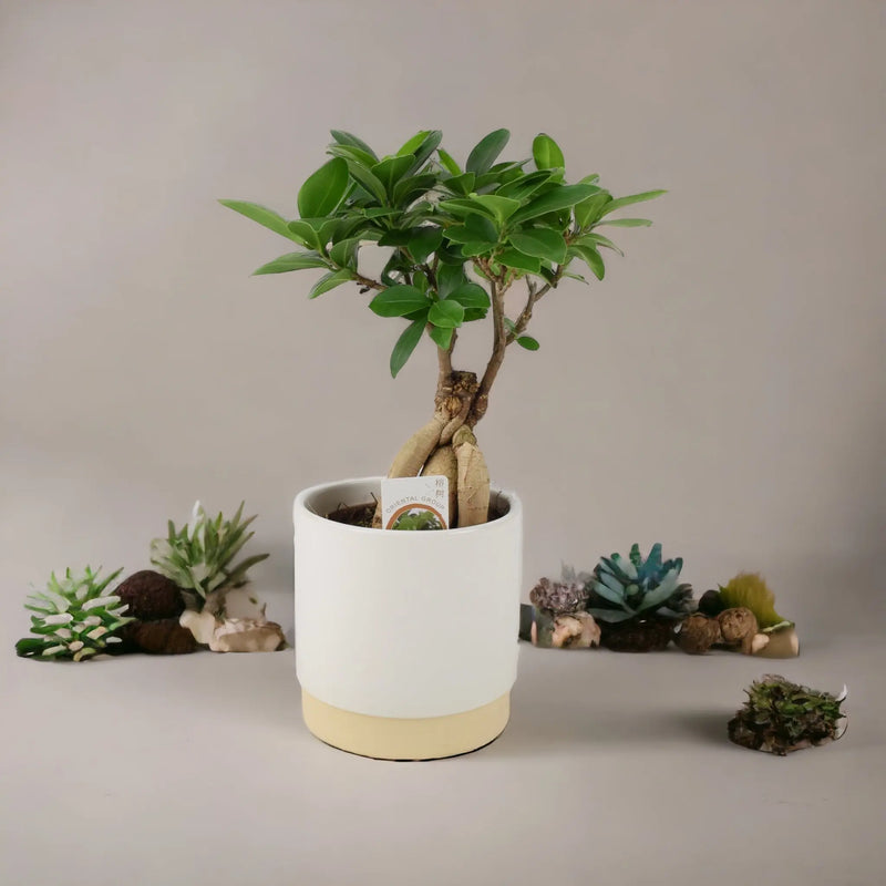 Ficus Ginseng 12cm